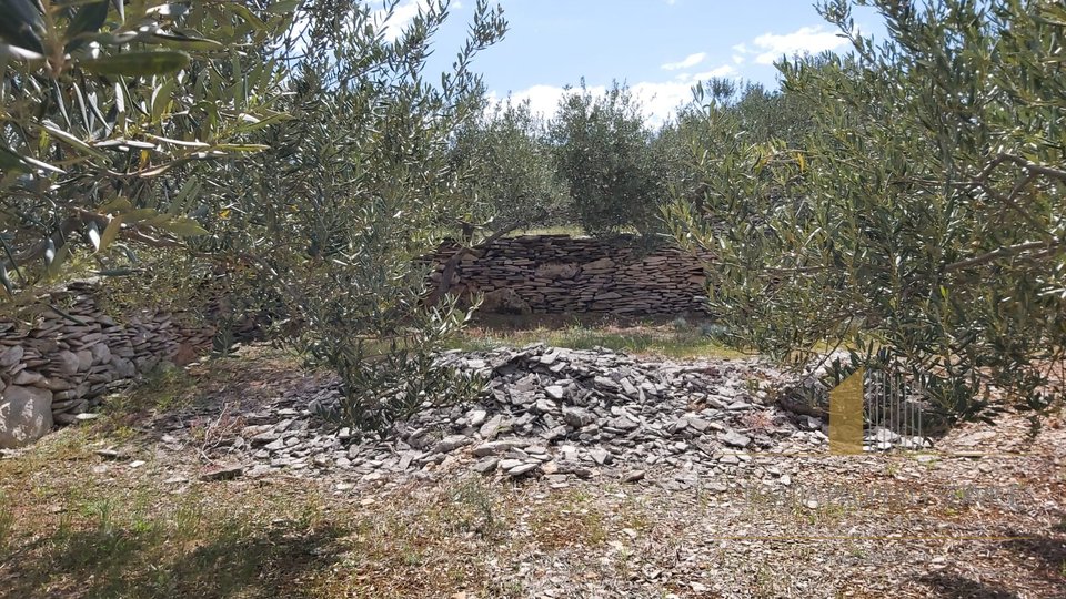 AGRICULTURAL LAND WITH OLIVE TREE GARDEN AND SMALL, STONE HOUSE