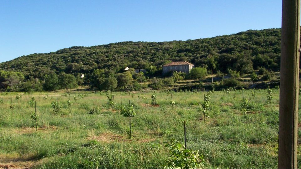 45.500 m2 großes Grundstück mit Olivenhain in der Nähe von Dubrovnik!