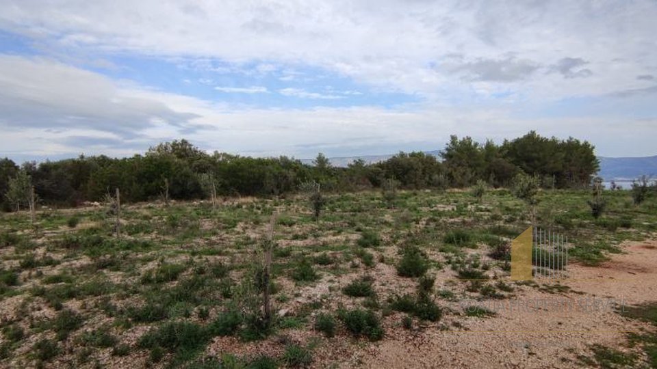 Attractive agricultural land with olive trees 80 m from the sea on the island of Hvar!