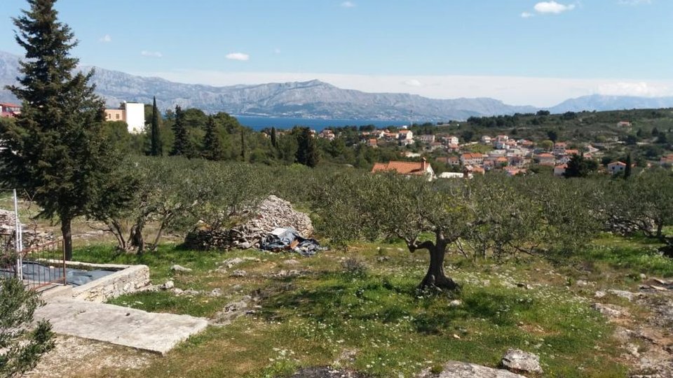 Veliko kmetijsko zemljišče z oljčnim nasadom in hišo na otoku Brač!